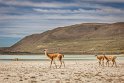 093 Torres Del Paine, guanaco